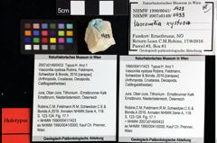 Foto (Objket + Etiketten) von Cracensigillatus acutirostris (Moericke, 1889) 